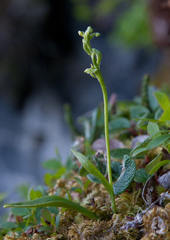 Lappfela (Platanthera obtusata ssp. oligantha)