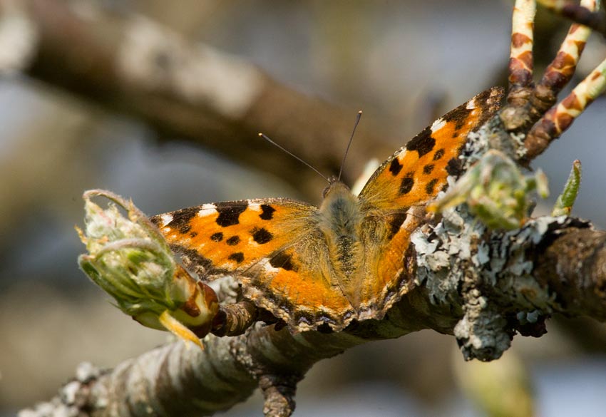 Krsbrsfuks (Nymphalis polychloros)