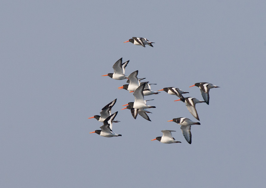 Eurasian Oystercatcher (Haematopus ostralegus)
