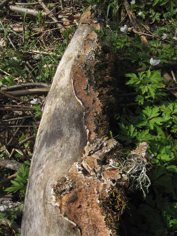 Prakttagging (Steccherinum robustius)	