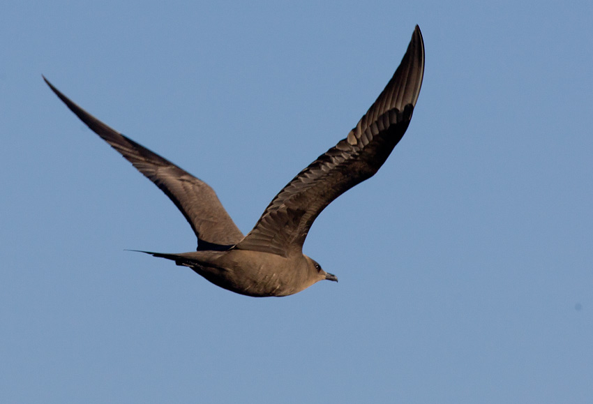 Parasitic Jaeger (Stercorarius parasiticus)