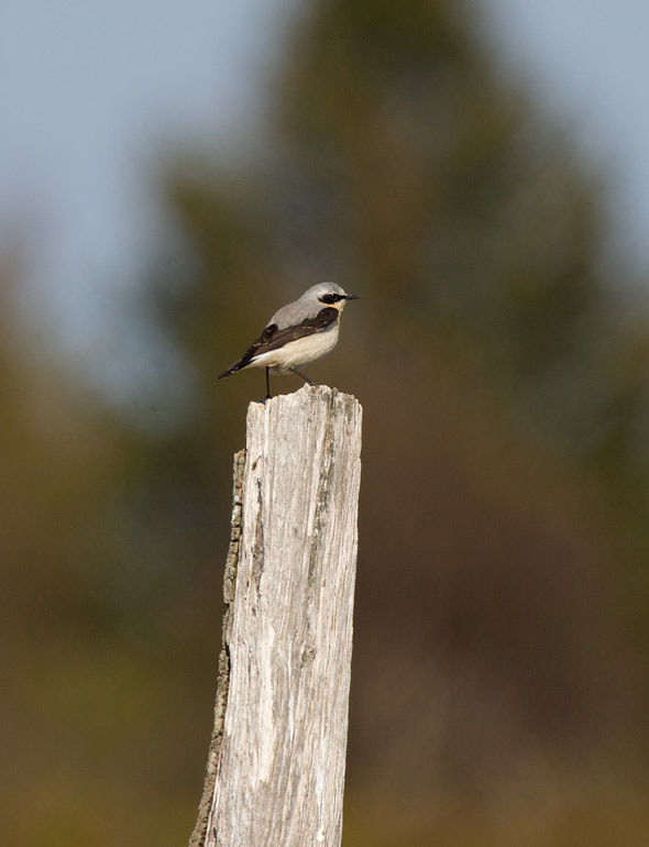Northern Wheatear (Oenanthe oenanthe)