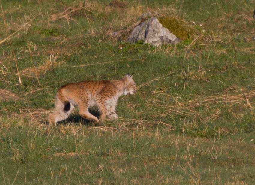 Eurasian Lynx (Lynx lynx)