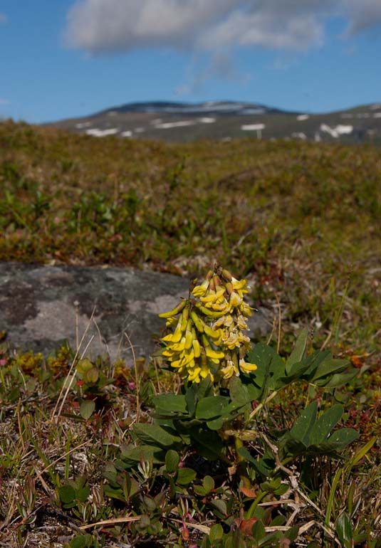 Isvedel (Astragalus frigidus)