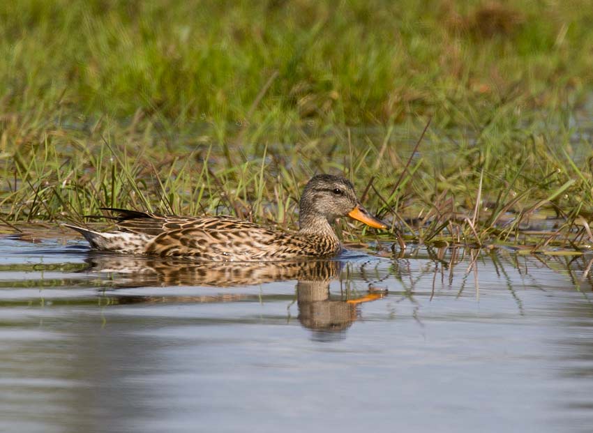 Gadwall (Anas strepera)