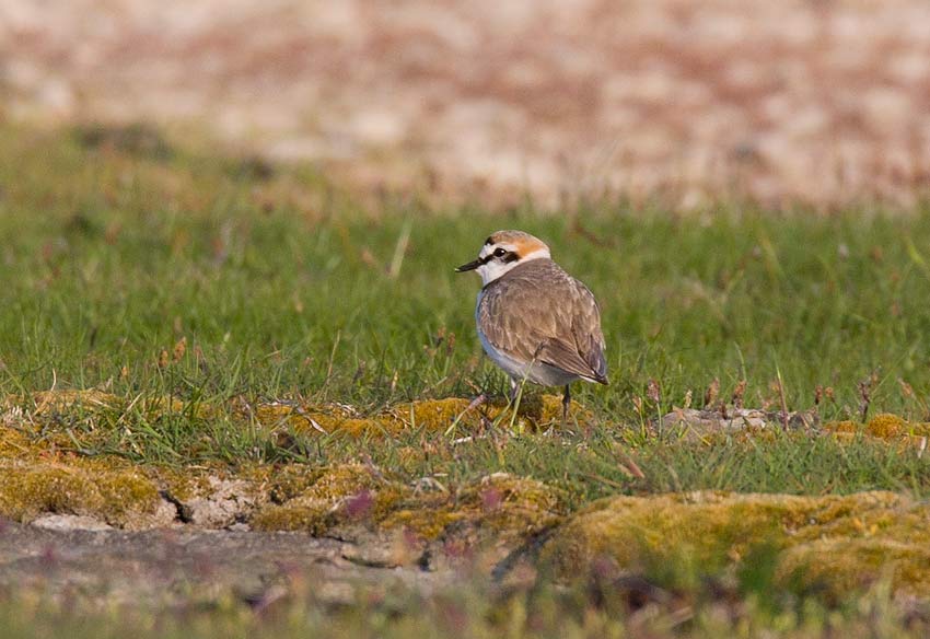 Kentish Plover (Charadrius alexandrinus)