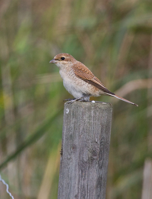 Red-backed Shrike (Lanius collurio)