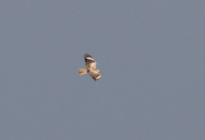 Long-legged Buzzard (Buteo rufinus)