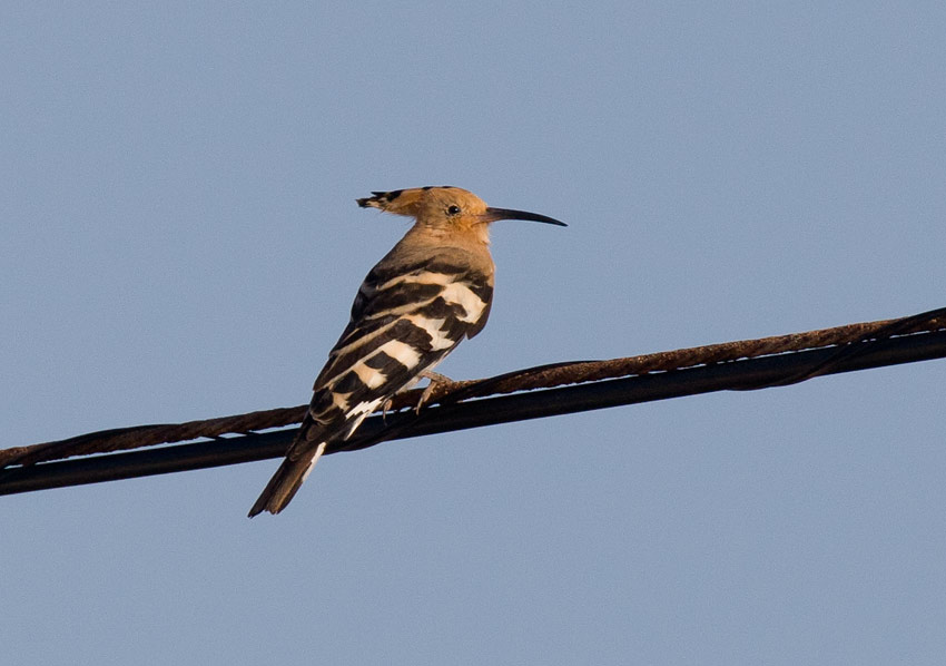 Eurasian Hoopoe (Upupa epops)