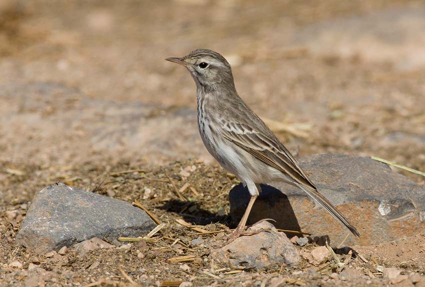 Berthelots Pipit (Anthus berthelotii)