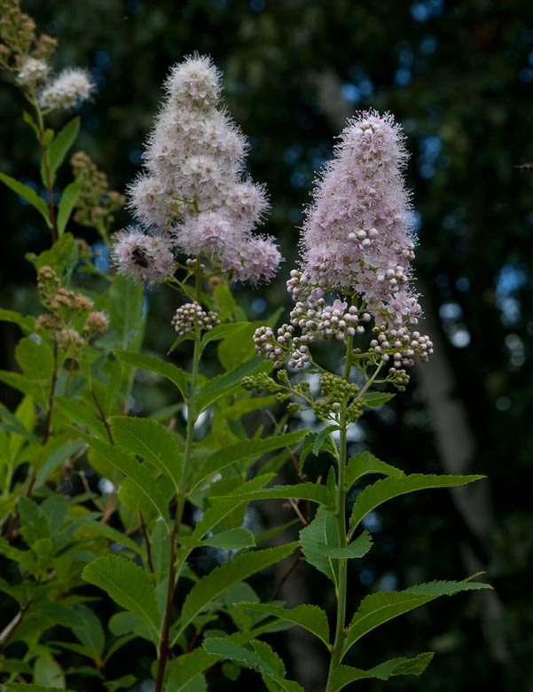 Brokspirea (Spiraea japonica)