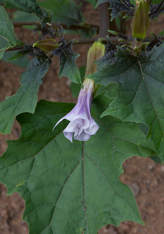 Violspikklubba (Datura stramonium var. tatula)