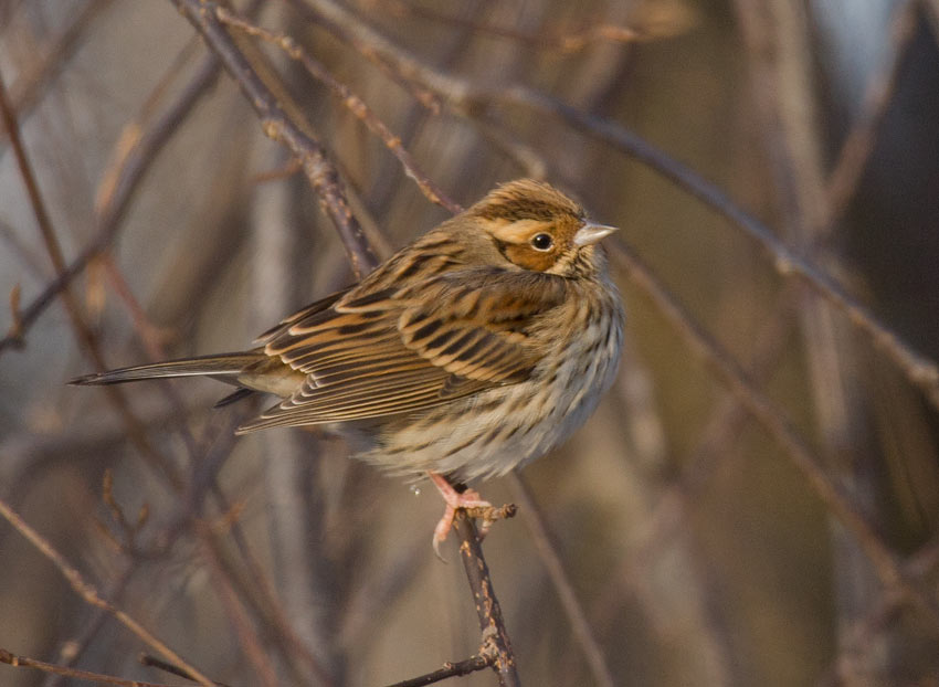 Little Bunting (Emberiza pusilla)