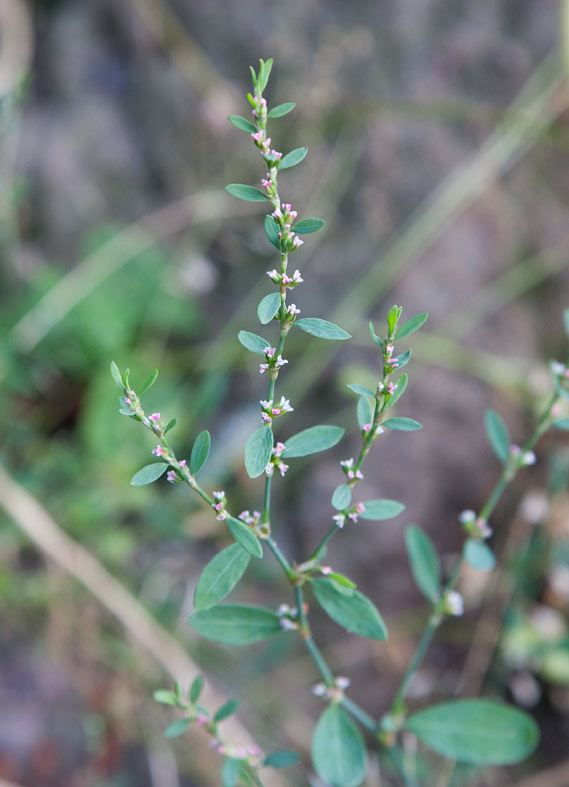 Stor tramprt (Polygonum aviculare ssp. aviculare)