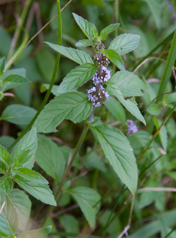 Kransmynta (Mentha  verticillata)