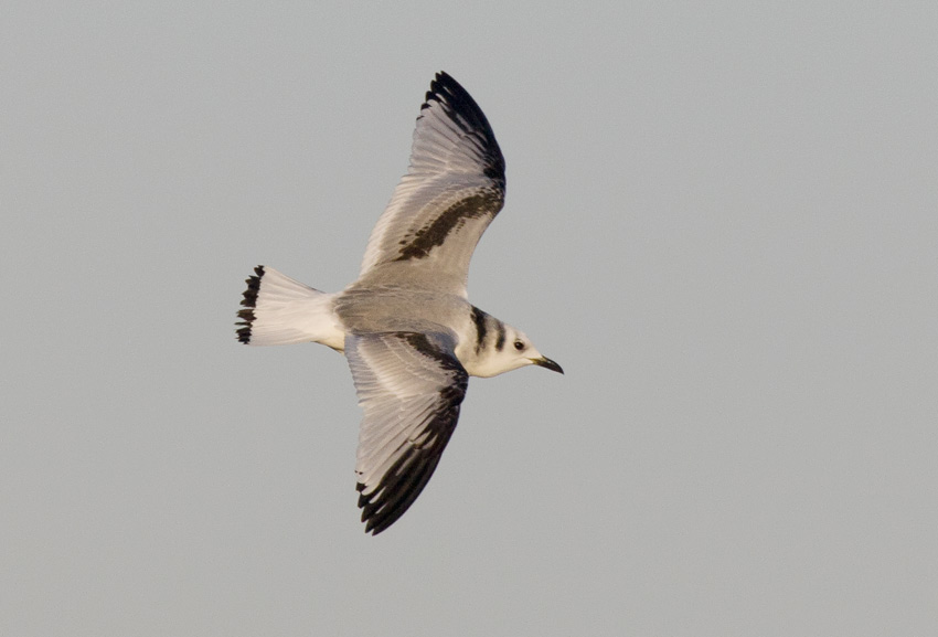 Black-legged Kittiwake (Rissa tridactyla)