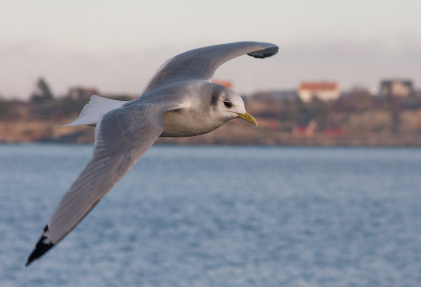 Black-legged Kittiwake (Rissa tridactyla)