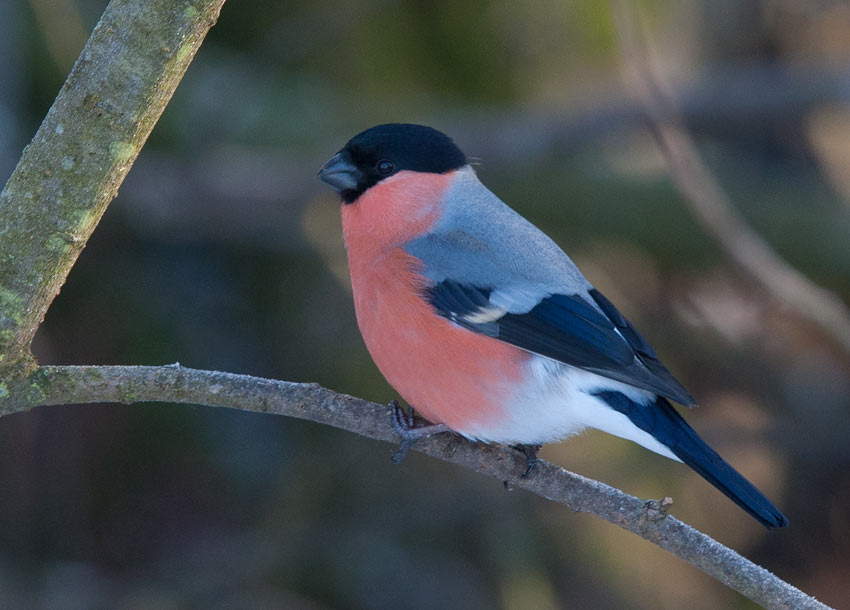 Common Bullfinch (Pyrrhula pyrrhula)