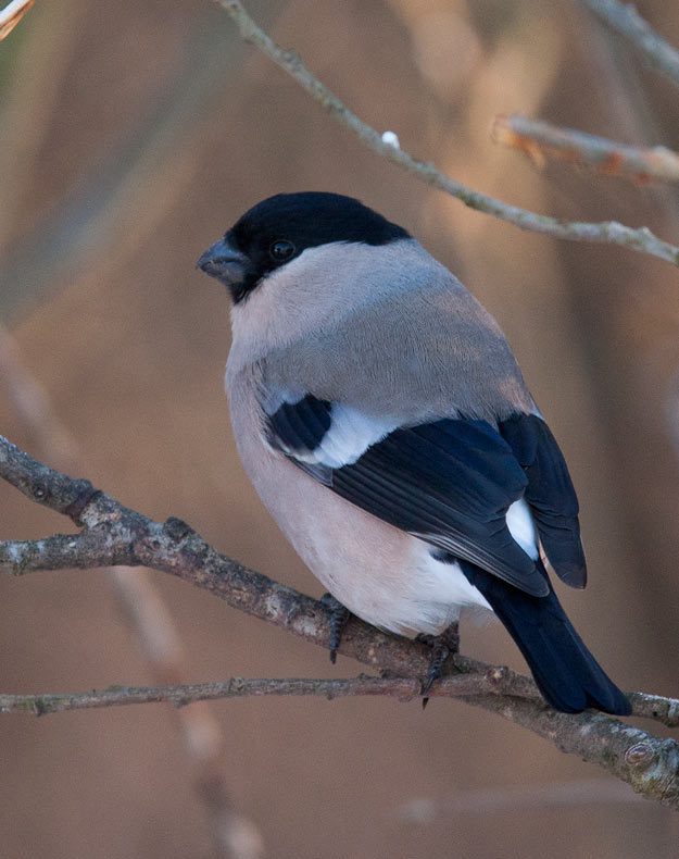 Common Bullfinch (Pyrrhula pyrrhula)