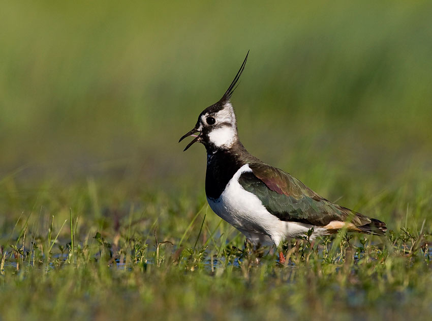 Lapwing (Vanellus vanellus)