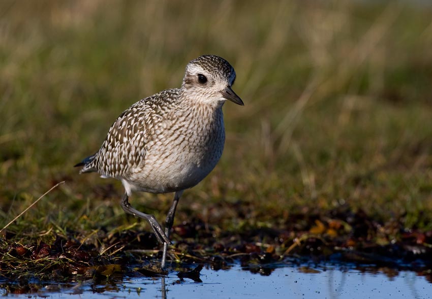 Grey Plover (Pluvialis squatarola)