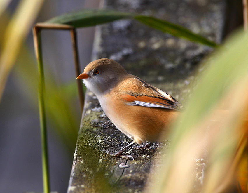 Bearded Tit (Panurus biarmicus)