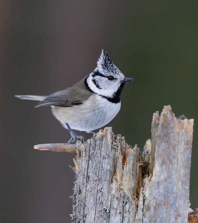 Crested Tit (Parus cristatus)