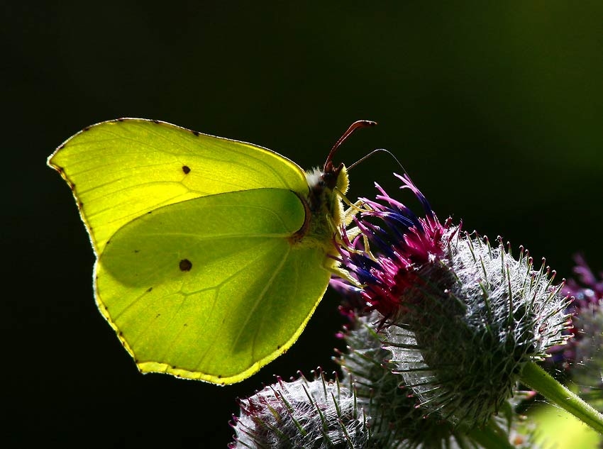 Citronfjril (Gonepteryx rahmni)