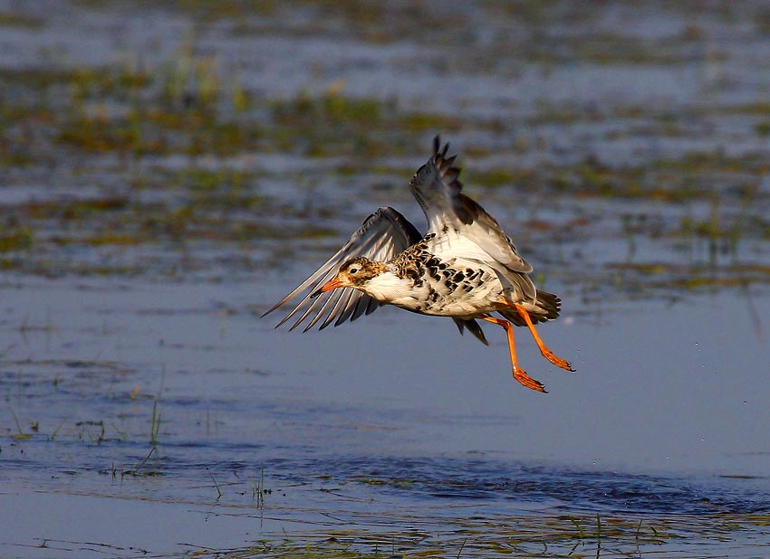 Ruff (Philomachus pugnax)