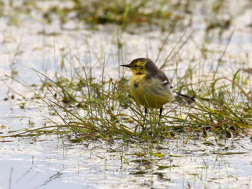 Citrine Wagtail (Motacilla citreola)