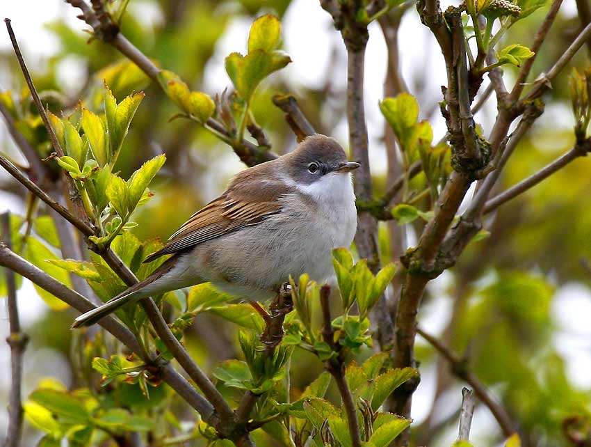 Common Whitethroat (Sylvia communis)