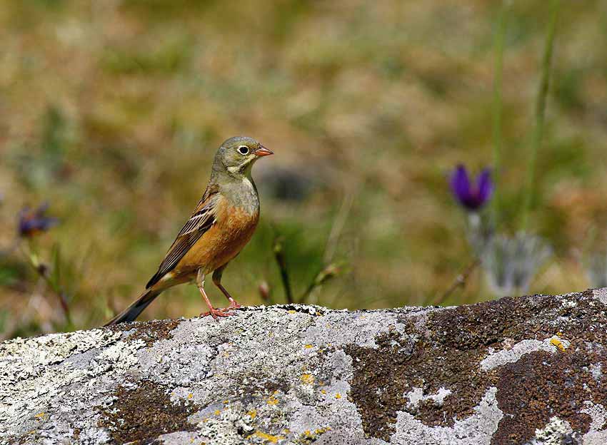 Ortolan Bunting (Emberiza hortulana)