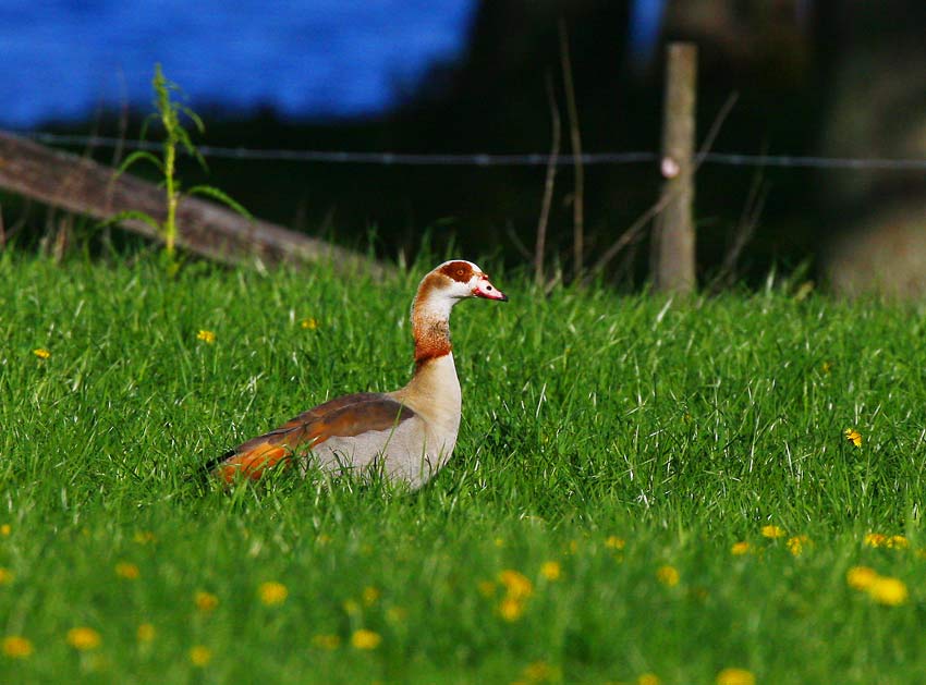 Egyptian Goose (Alopochen aegyptiacus)