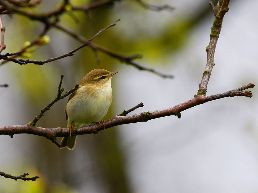 Willow Warbler (Phylloscopus trochilus)
