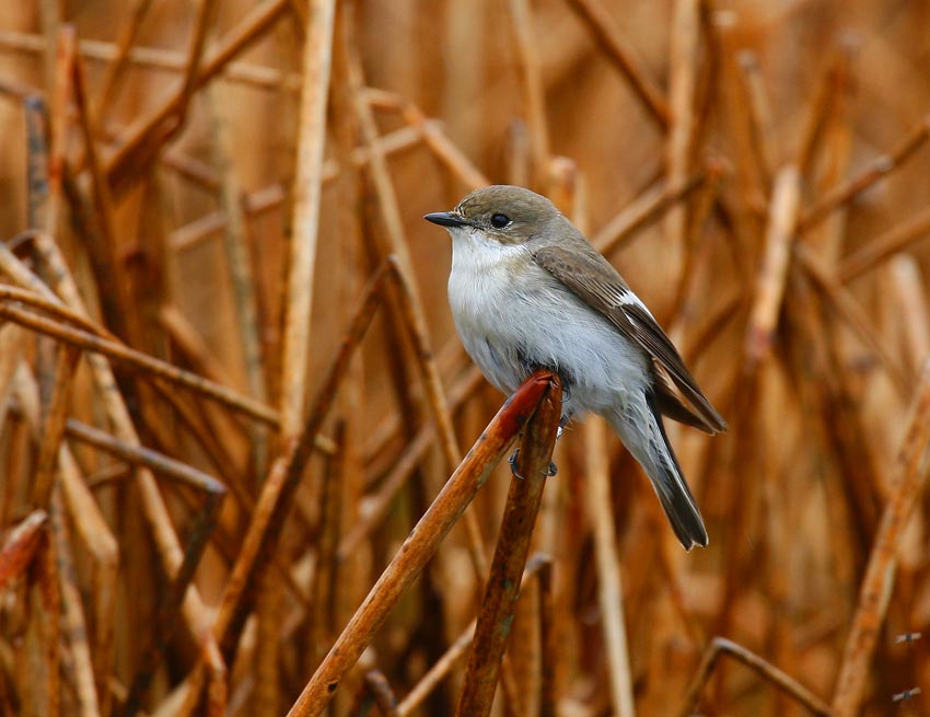 Pied Flycatcher (Ficedula hypoleuca)