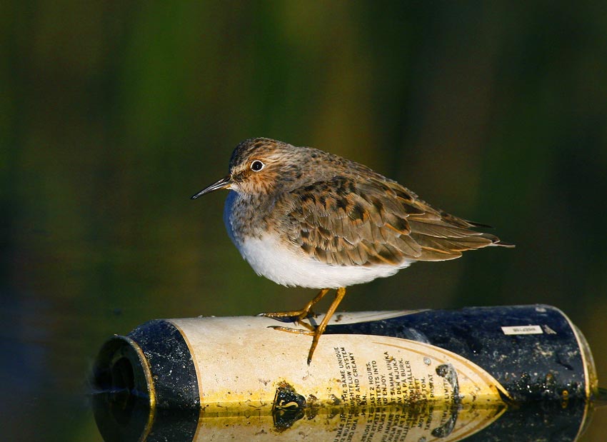 Temmincks Stint (Calidris temminckii)