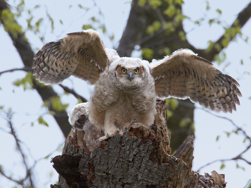 Grand Duc Bebe Au Nid Pointe Pelee Great Horned Owl Photo Suzanne Lanthier Photos At Pbase Com