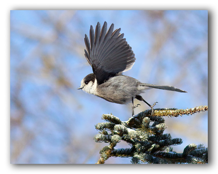 GrayJay/Msangeai du Canada