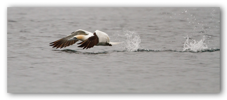 Northern Gannet in the rain/Fou de Bassan dans la pluie