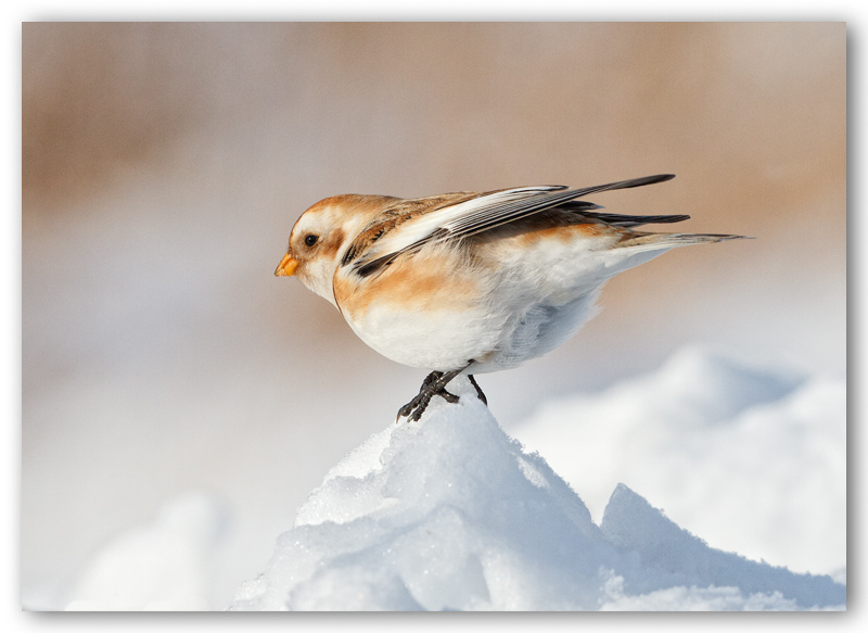 Snow Bunting/Plectrophane des neiges 2/2