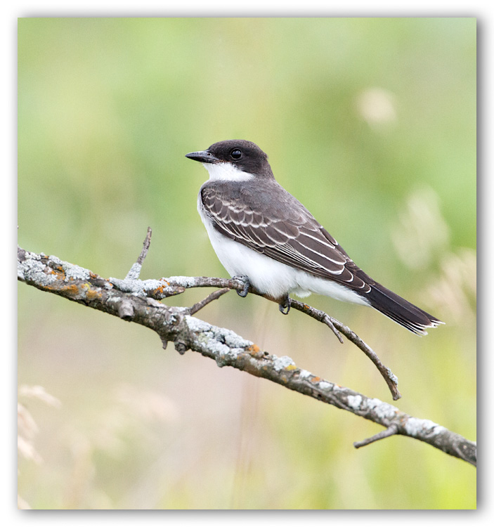 Eastern Kingbird/Tyran tritri