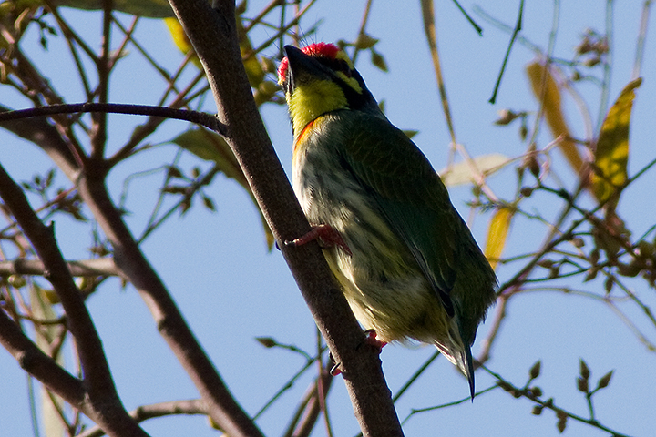 Coppersmith barbet (Megalaima heamacephala)