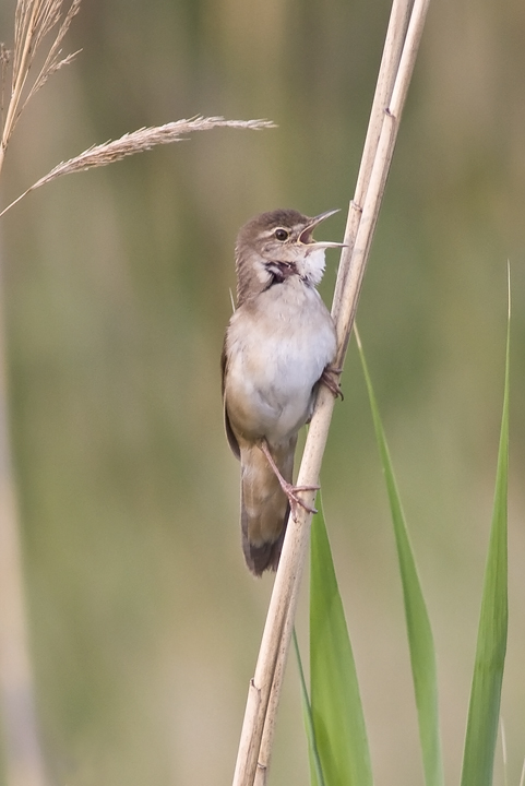 Savis warbler (Locustella luscinioides)