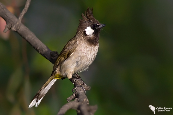 Himalayan bulbul (Pycnonotus leucogenys)