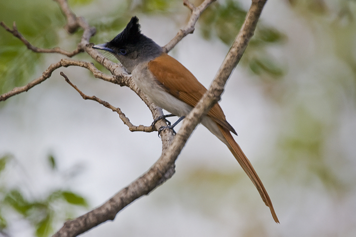 Asian paradise-flycatcher (Terpsiphone paradisi) female