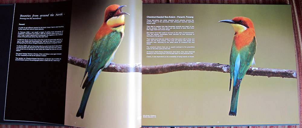Sample pages of Feathered Wonders (2)