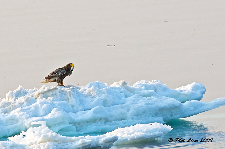 Stellers Sea Eagle