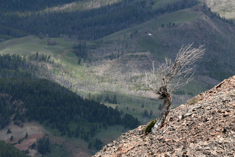 Bunsen Peak Hike