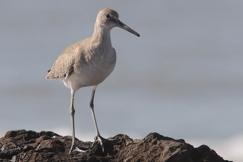 Willet