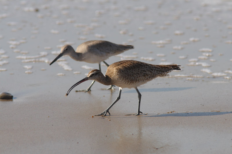 Amerikaanse Regenwulp met Willet